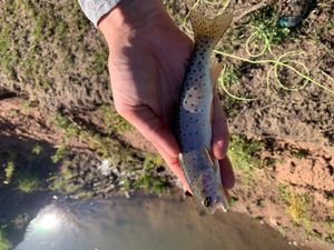 베어 강 컷스로트송어