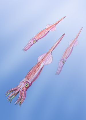 벨렘나이트(추정 그림)