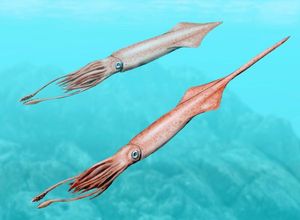 쥬라기 시대 영기벨루스(Youngibelus)의 헥토코틸리 재구성