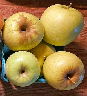 골든 딜리셔스 사과는 일반적으로 균일한 색상을 띠지만, 과일의 줄기 부분 주변에 상당한 녹슨 부분이 나타날 수 있습니다. 버지니아주 알버말 카운티에서 재배되었습니다.