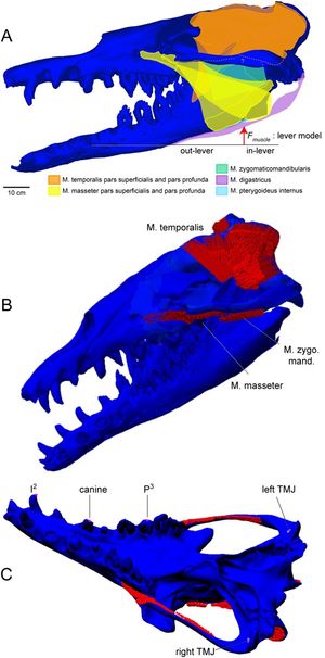 바실로사우루스의 턱 근육을 나타낸 자료