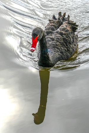백조는 모두 희다는 귀납적 결론은 검은 백조의 발견으로 붕괴된다.