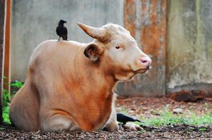 트리수르 동물원에 있는 흰색 아킨 미툰