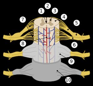 사람 척수의 부분