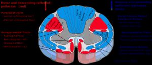 척수 신경로 - 그림 왼쪽 중앙 근처에 빨간색으로 표시된 그물척수론