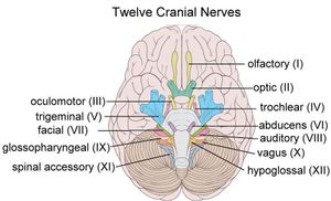 뇌신경 12개의 모식도 구조