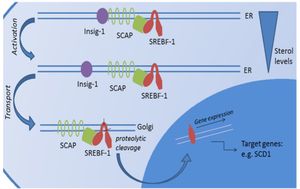 SREBF 조절 지질 생합성의 단백질 분해 활성화 과정.