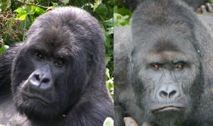 산악고릴라(왼쪽)와 동부 저지대 고릴라(오른쪽)