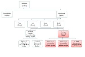 고릴라(Gorilla) 분류