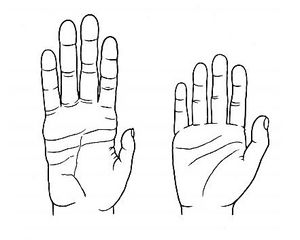 침팬지 손 (왼쪽)과 인간 손 비교