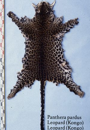 중앙 아프리카의 검은색 표범 가죽