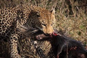 케이프 고슴도치를 사냥한 어린 수컷 표범