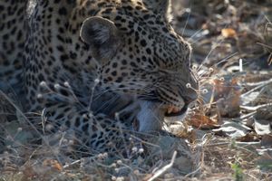 스미스 부시 다람쥐를 먹고 있는 모습