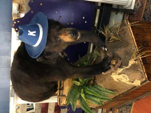 미국 켄터키 주 렉싱턴에 전시된, 이름의 유래가 된 "코카인 베어" 박제