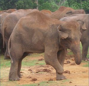 지뢰에 부상을 입은 스리랑카 코끼리