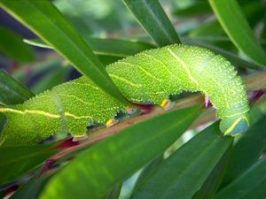 미루나무 호랑나비 애벌레(*Laothoe populi*)