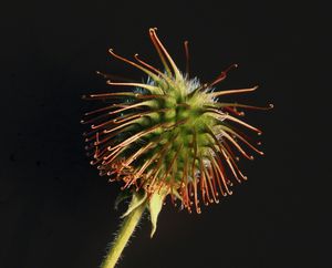 우엉 가시 표면을 덮고 있는 작은 갈고리. 후크 앤드 루프 디자인은 씨앗 확산을 위한 이 자연적인 메커니즘을 모방했다.