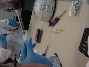 중합 효소 연쇄 반응은 분자 클로닝에 사용되는 강력한 도구이다.