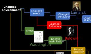 라마르크주의의 용불용설과 다윈의 진화론, 볼드윈 효과, 웨딩턴의 유전자 동화 비교. 모든 이론은 유기체가 변화된 환경에 적응적인 유전적 변화로 반응하는 방식을 설명한다.