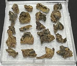 건조된 페요테 (Lophophora williamsii), 중량 기준으로 약 5-6%의 메스칼린 함유