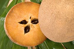 열매 단면 (가로)