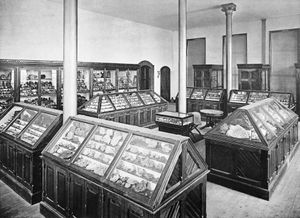 광물 전시(1879년경)