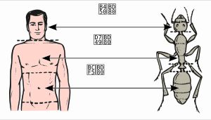 인간과 곤충의 머리, 가슴, 배