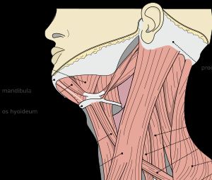 사람 목의 근육