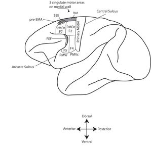원숭이에서 전운동피질의 일반적 구분.