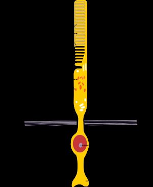 간상세포의 해부학적 구조