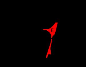 제4뇌실 위치 (빨간색) 표시 (E), 다리뇌(B); 뇌실의 '바닥'은 오른쪽에 있고, '지붕'은 왼쪽에 있음