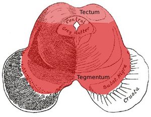 덮개(tectum)와 피개(tegmentum) 바닥을 보여주는 중뇌의 모습