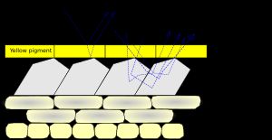 미나리아재비 꽃잎은 노란색 색소와 구조적 착색을 모두 활용한다.