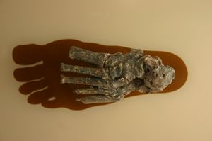 OH 8, 악어 이빨 자국이 있는 OH 8