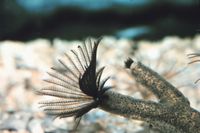 출아 중인 선충류 관벌레