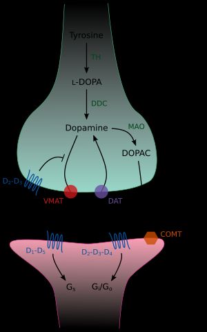 도파민성 시냅스의 그림. 합성, 대사, 방출 후 처리 과정을 보여준다.