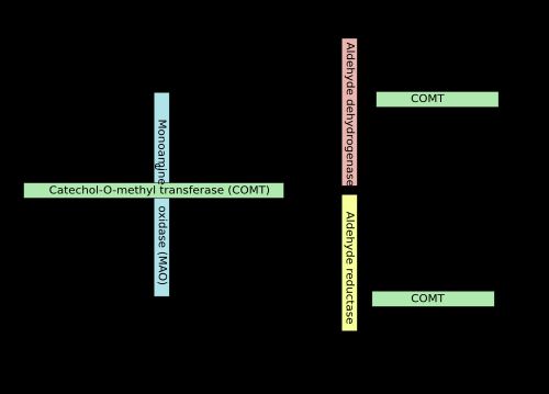 노르에피네프린의 분해 과정. 바닐릴만델산은 오른쪽 상단에 표시되어 있다. 효소는 네모 안에 표시되어 있다.