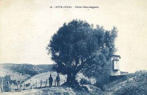 성 아우구스티누스가 심었다고 전해지는 올리브 나무