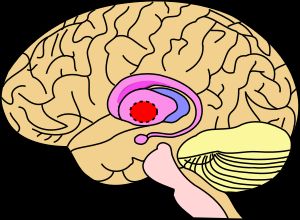 창백핵이 빨간색으로 강조 표시됨