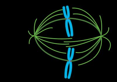 동물 세포에서 발견되는 전형적인 유사 분열 방추체의 구조. 염색체는 동원체라는 다중 단백질 복합체를 통해 동원체 미세소관에 부착된다. 극 미세소관은 방추체 중간 구역에서 서로 얽혀 운동 단백질을 통해 방추체 극을 밀어낸다. 별 미세소관은 방추체 극을 세포막에 고정시킨다. 미세소관 중합은 미세소관 형성 중심에서 시작된다.