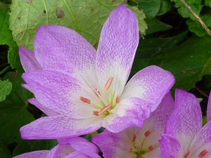 콜키쿰(Colchicum) 꽃의 테셀레이트 패턴