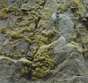 스퐁길라 프레스펜시스(Spongilla prespensis)는 프레스파 호에 고유종이다.