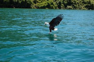 말라위 호수에서 물고기를 잡는 아프리카물수리