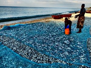 말라위호 멸치 (Engraulicypris sardella) 말리는 모습