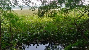 2019년 12월, 자라는 부레옥잠으로 인해 질식하고 있는 공공 저수지인 할디아 시립 풀