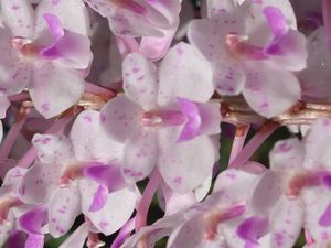 Kopou phool (Rhynchostylis retusa), 난초의 일종, 개화 중