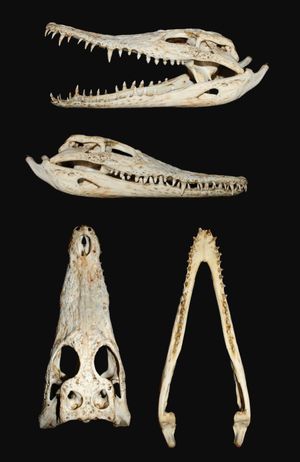 어린 나일악어의 두개골 세부 묘사