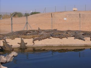 이스라엘에 감금되어 있는 나일악어들