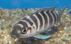 네오람프로로그스 실린드리쿠스