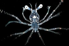 필로소마 유생 (현미경 사진)